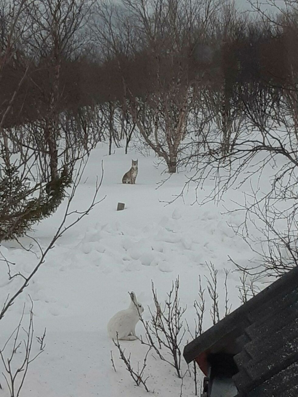 Dette blinkskuddet av ei gaupe, som så forventningsfullt etter en hare i Lanabukt i Jarfjord andre påskedag, ga fotografen Monica Bakken og barna hennes en mektig opplevelse. Foto: Monica Bakken