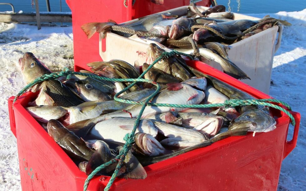 Fersk­fisk­ord­nin­gen har som mål å hol­de ak­ti­vi­te­ten i gang i fisk­eri­nær­ing­en uten­om ho­ved­se­song­en for tor­ske­fisk­et. Foto: Torbjørn Ittelin
 Foto: Torbjørn Ittelin