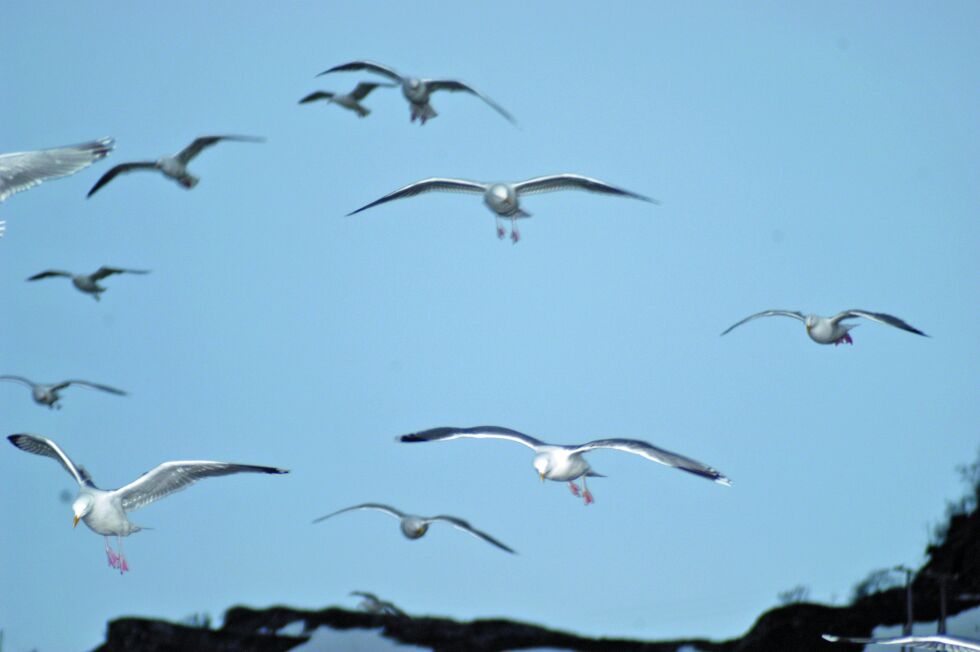 Krykkja er en av de mest tallrike og karakteristiske fuglefjellsartene vi har hatt langs kysten.
 Foto: Lars Birger Persen