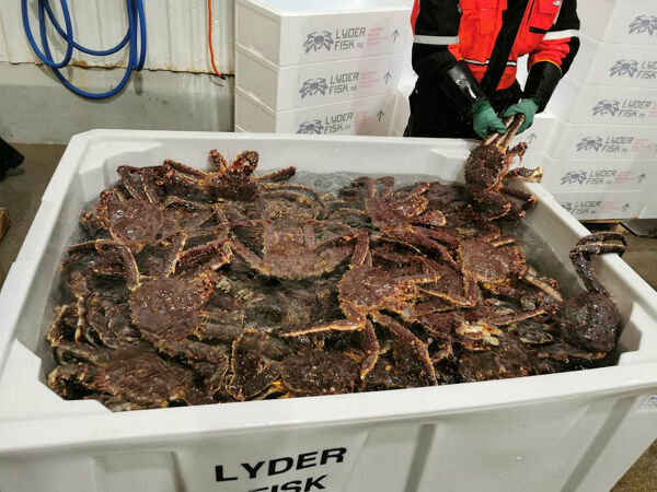 – Haster å gjøre grep om kongekrabben