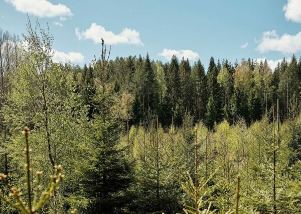 Med naturen på lag kan vi redde klimaet