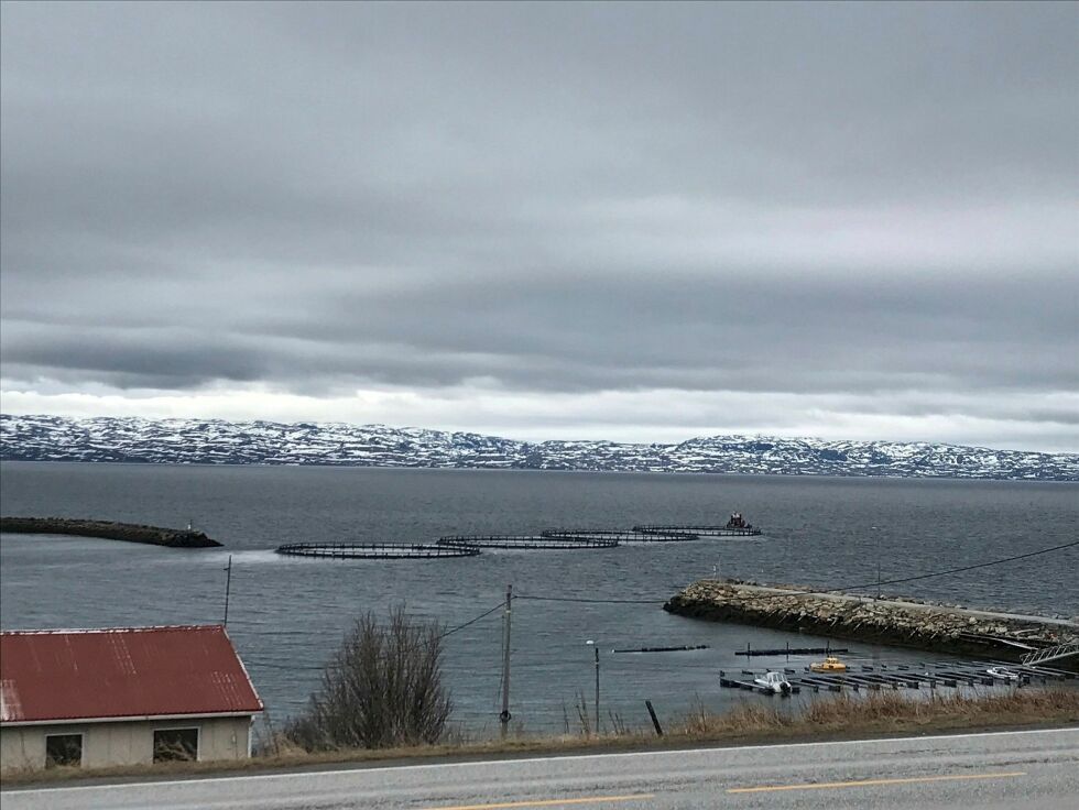 Her forlater slepebåten «North Tug» havna i Vadsø, med de sist produserte oppdrettsmerdene. 
 Foto: Bjørn Hildonen