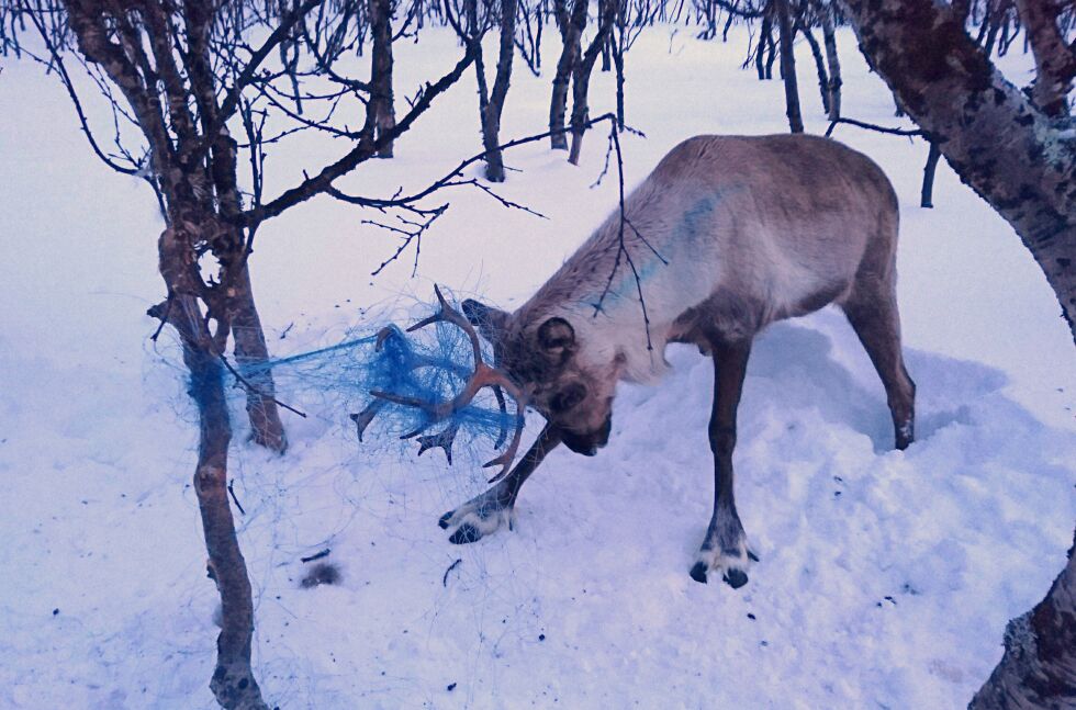BLE BERGET:

Takket være Frank Ingilæ og hundene hans Fram og Frost ble denne reinen berget fra garnrestene som satt fast i geviret.
 Foto: Frank M. Ingilæ