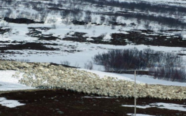 De faktiske forhold i reindrifta