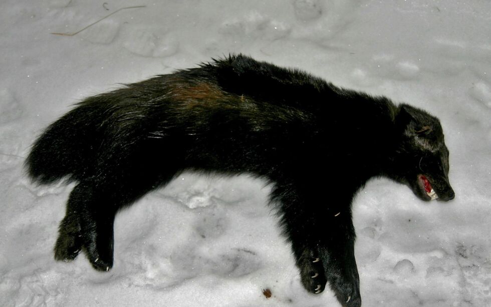 Mens det i Troms er felt åtte jerv denne høsten og vinteren, er det ikke felt noen i Finnmark. Det betyr at kvoten fortsatt er på 25 dyr.
ARKIVFOTO: TORBJØRN ITTELIN