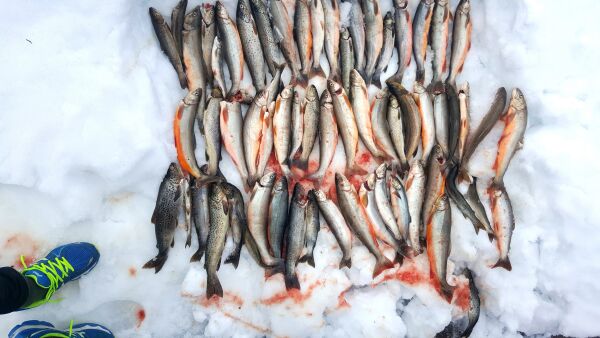 Storfangst i vannhullet