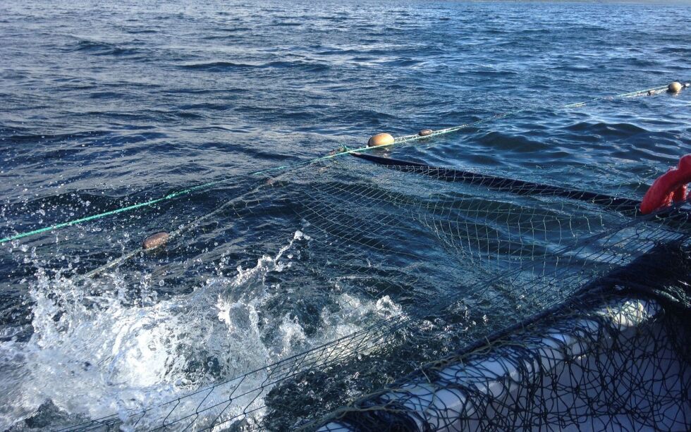 Norsk institutt for naturforskning (NINA) har i juli vurdert innsiget av laks i elver, samt fangst av laks i elv og sjø. I Troms og Finnmark ser det ut til at innsiget av laks ligger under gjennomsnittet for 2016–2019, men det er ikke nok til at Miljødirektoratet innfører ekstraordinære reguleringer.
 Foto: Irene Andersen