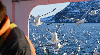 Finnmarks fiskeriskjebne