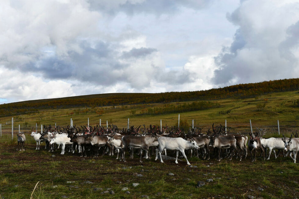 Ved vurderingen av om offentlige interesser tilsier å gi pålegg, skal hensynet til reindriftens autonomi tillegges stor betydning, mener lovutvalget.
Foto: Irene Andersen