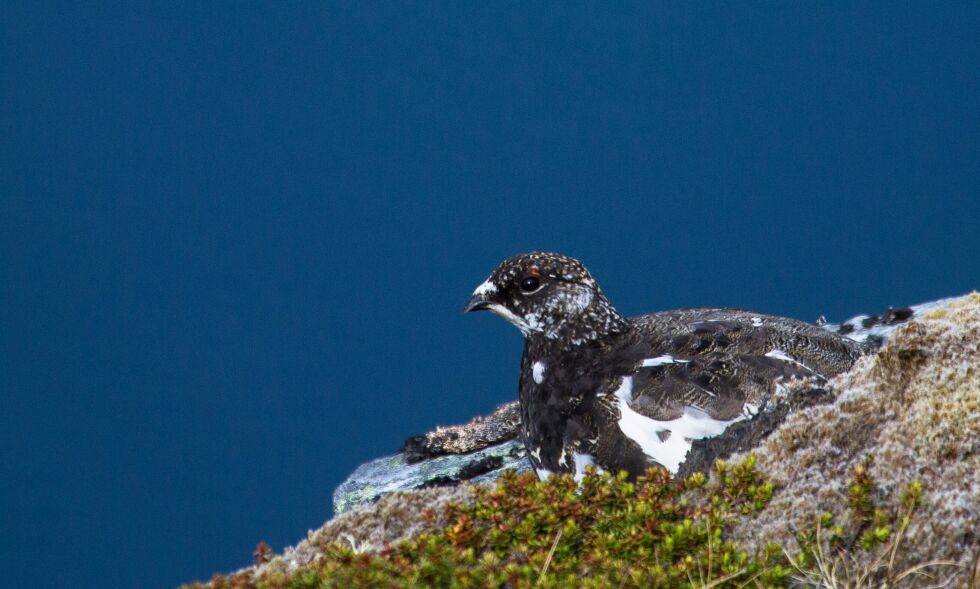 Foto: Martin Eggen