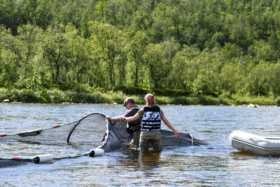 Merking av smolt i Repparfjordelva i Hammerfest.
 Foto: Irene Andersen