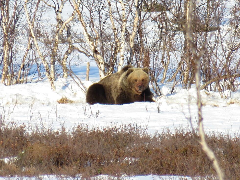 – En rik­tig ko­se­bam­se, me­ner Svein Nord­slet­ta i Kar­as­jok et­ter mø­tet med bjør­nen oppe ved Beaiv­váš­gied­di.
 Foto: Svein Toralf Nordsletta