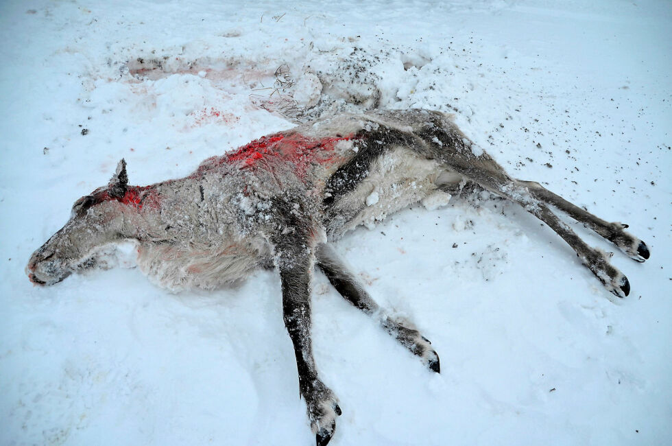 To rein døde som følge av skader de ble påført av fem hunder. Nå har hundeeier blitt ilagt forelegg. Illustrasjonsbilde.