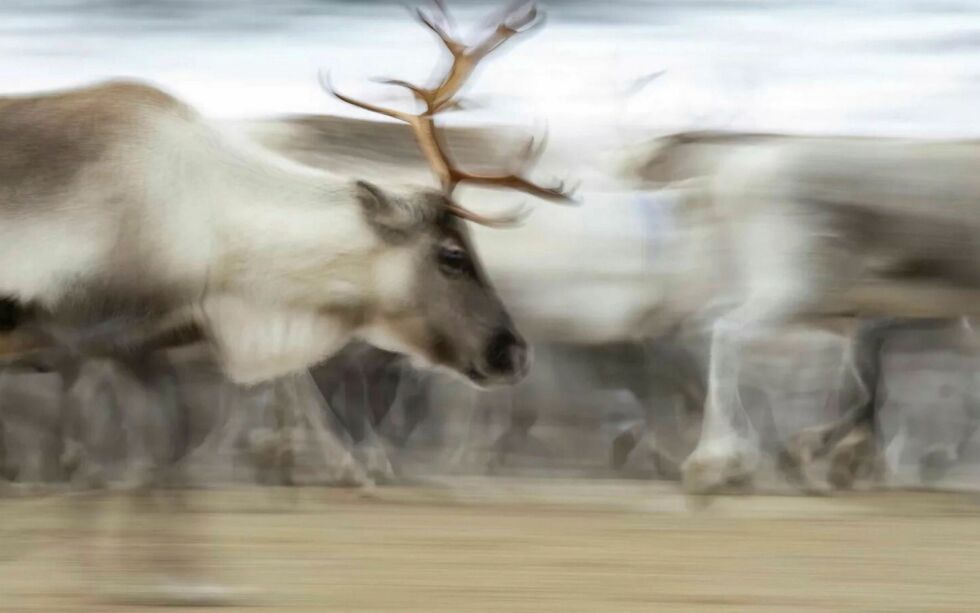 Reinbeitedistriktene i Vest-Finnmark roper nå varsku angående den kritiske situasjonen med administrativt arbeid og forvaltningsprosesser, dersom ressurs- og rådgivningssenter Nannet i Kautokeino må legge ned.
 Foto: Cecilie Bergan Stuedal