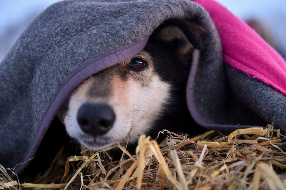 For at en hund skal kunne bo ute, må den ha et egnet og trygt hundehus der den ikke fryser og kan ligge bekvemt, opplyser Mattilsynet. Foto: Dina Muller, Finnmarksløpet