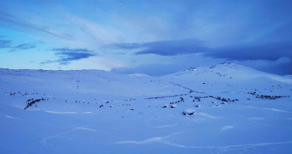 Det er sendt inn klage på at reinpolitiet kjører og forstyrrer reinflokken på Ifjordfjellet.
Illustrasjonsfoto: Hallgeir Henriksen