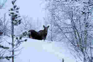 Stabil elgbestand i Stabbursdalen