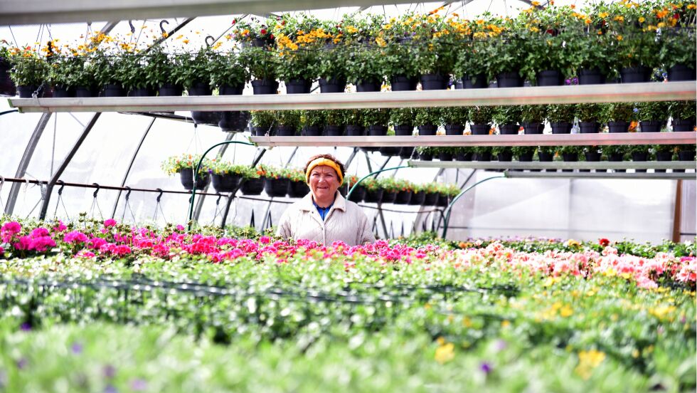 Vekstsesongen i Sápmi er kort og intens. Våren kommer som regel i blindsonen, og er over før man har fått snudd seg. Hos Hagesenteret i Lakselv står sommerblomstene klare til å plantes ute i hagene, kan sommerhjelp Eva Johansen fortelle.
 Foto: Bjørn Arne Johansen