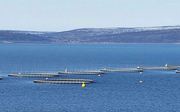 Vil bruke 20 millioner til forskning på fiskefôr
