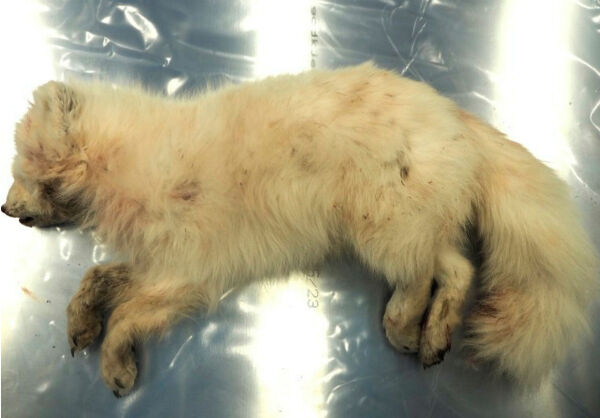 Rabies påvist hos fjellrev