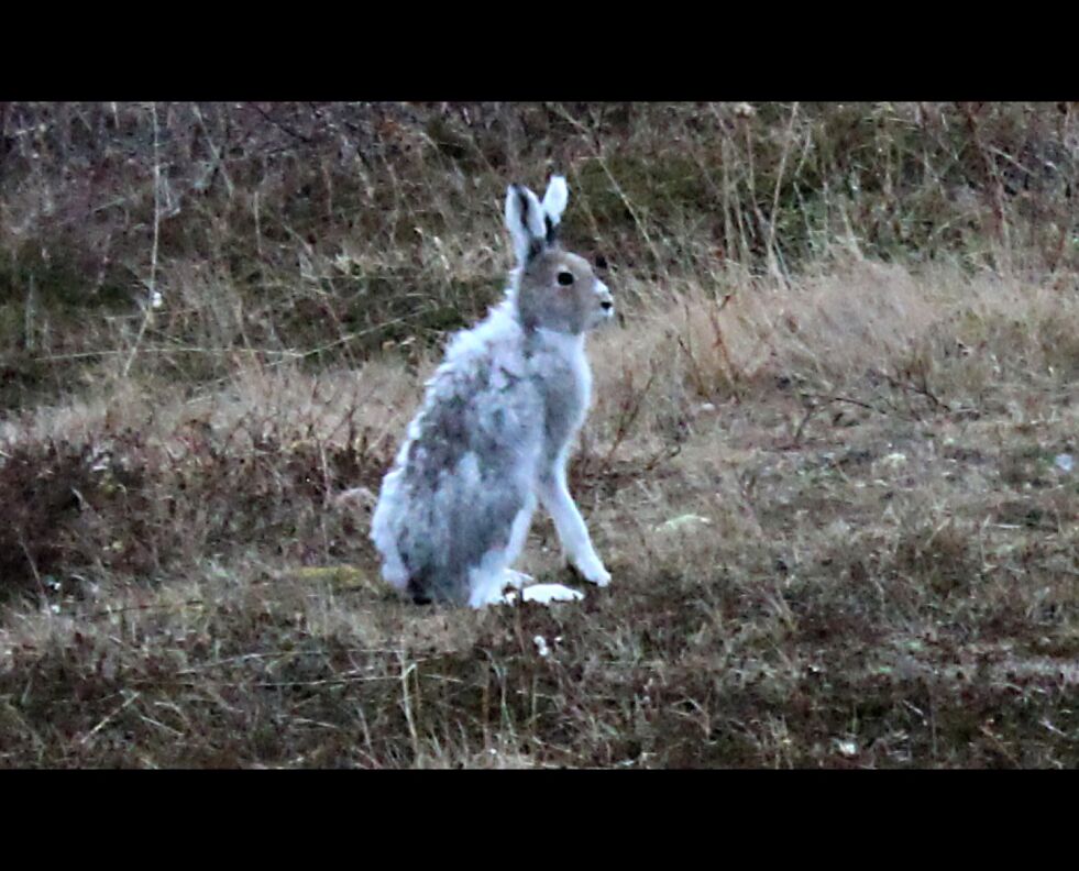 Hareprest kan overføres fra dyr til mennesker.
 Foto: Arkiv