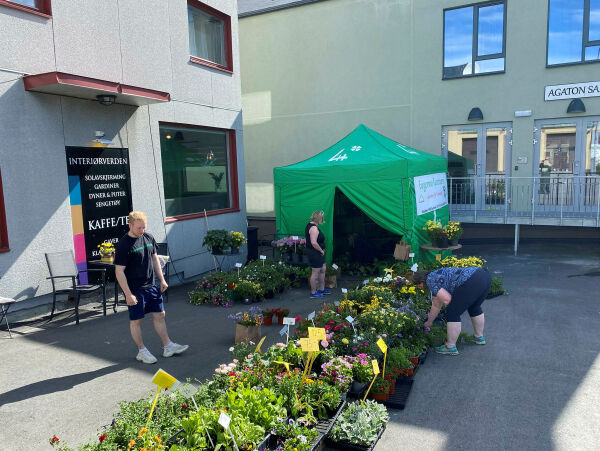 Blomster fra Pasvik selges i Kirkenes