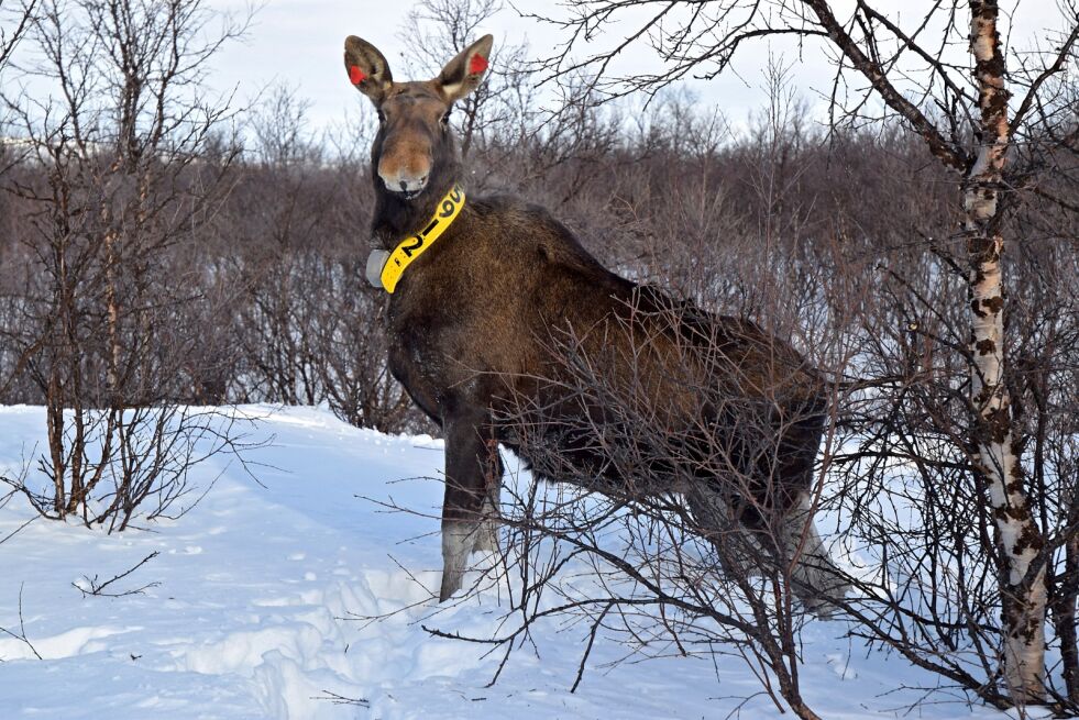 Det kan bli endringer i jakttiden for elg i Finnmark fra neste år. Bildet er tatt i forbindelse med et elgforskningsprosjektet i Tana og Nesseby som ble startet i vinter.
 Foto: Torbjørn Ittelin