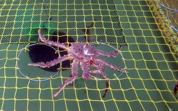 Ønsker at små kongekrabber skal krabbe ut selv