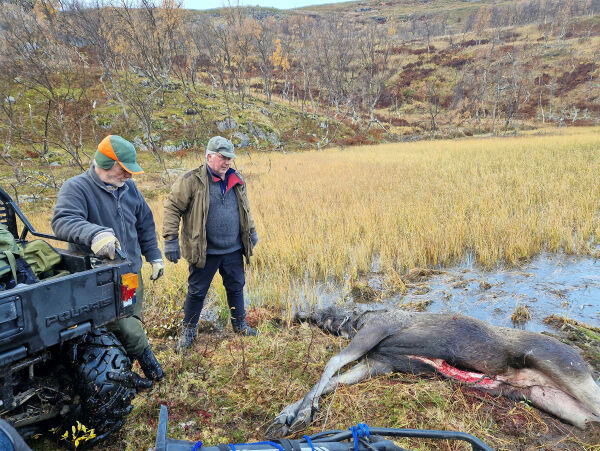 Elgfall på første jaktdag