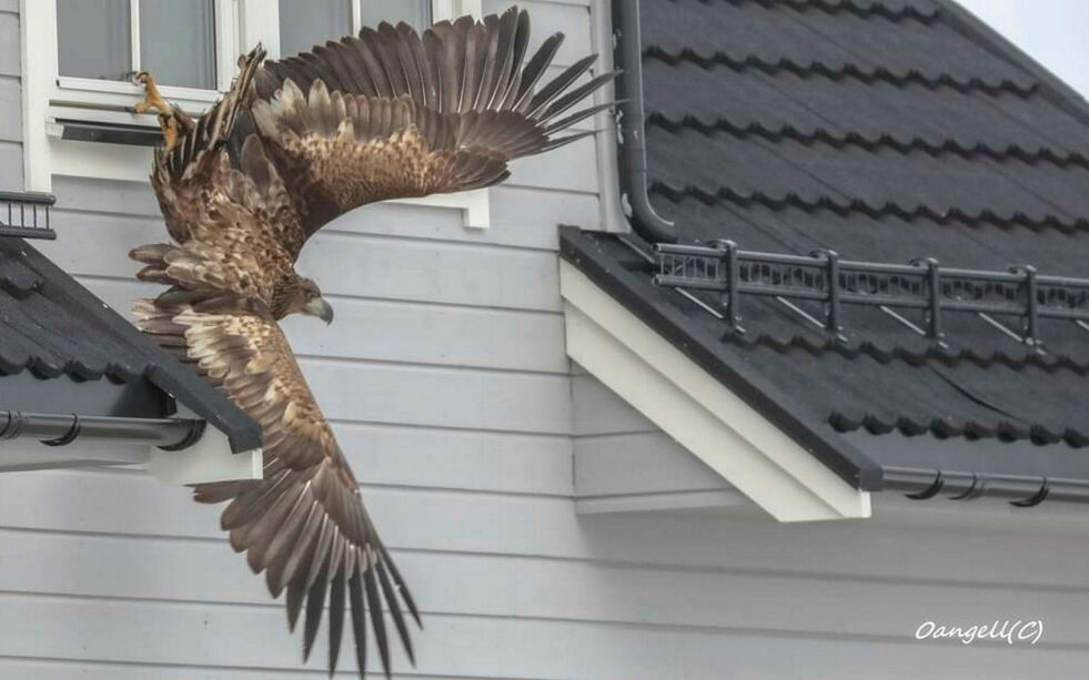 Ørna som ble avlivet etter at den ikke var i stand til å fly, og nærmest flakset fra husvegg til husvegg i Salttjern, viste seg å være smittet av fugleinfluensa.
FOTO: ODD ANGELL