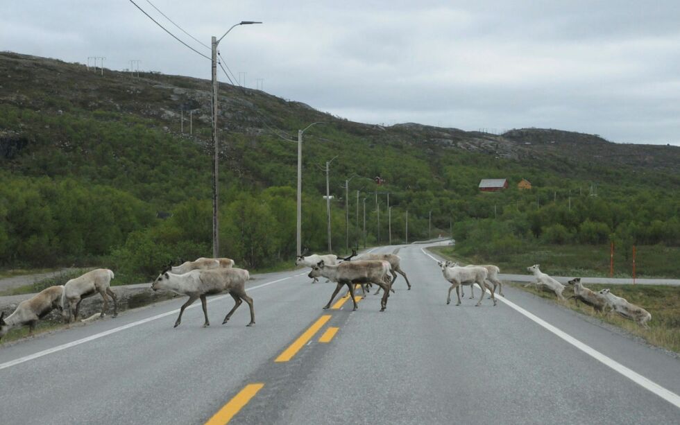 Det er stedvis mye rein Fra Korsfjorden og mot Bugøyfjord i Sør-Varanger, og det kan være lurt å ikke kjøre for fort for å unngå påkjørsler. Her et bilde tatt ved Klokkerelva ved Bugøyfjord. Foto: Hallgeir Henriksen