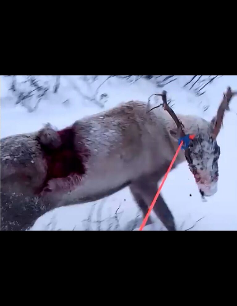 En ny reinsulten ulv har gjort sin blodige entre i reinflokkene til Skuohtanjárga siida i RBD 16.
 Foto: Privat