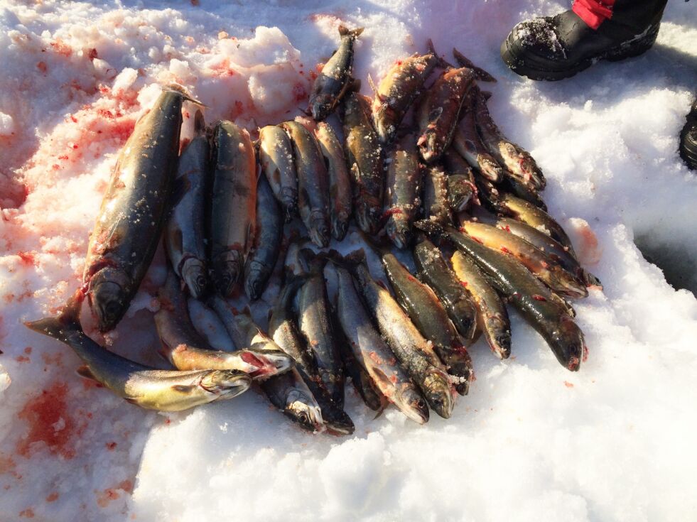 Mens noen drar tomhendt hjem etter en lang dag med pilking, kan andre som har fiskelykke skilte med en slik velsmakende gave fra et fjellvann i Porsanger.
 Foto: Sonja E. Andesen