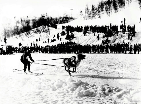 Reinkappkjøring i Neiden i 1964