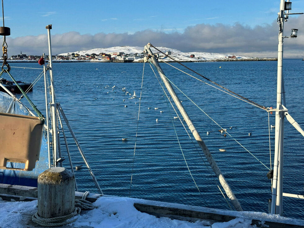 Måse på havet utenfor Norway shrimps anlegg på Bugøynes er et godt tegn, som vitner om at vårtorskefisket er i gang i Varangerfjorden.
 Foto: Hallgeir Henriksen