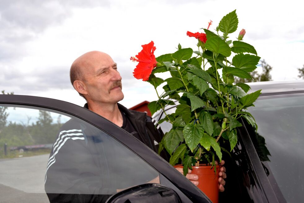 Denne hawaiirosen (3) er åpenbart begynt å trives i Indre Billefjord, for med 17 blomster den siste måneden lurer hennes eier Roger Pettersen på om hans hawaiidronning er ekstremt produktiv eller om hun er en ganske ordinær og normal hawaiirose.
 Foto: Sonja E. Andersen