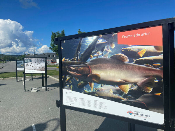 Fredsdialog for den truede tanalaksen