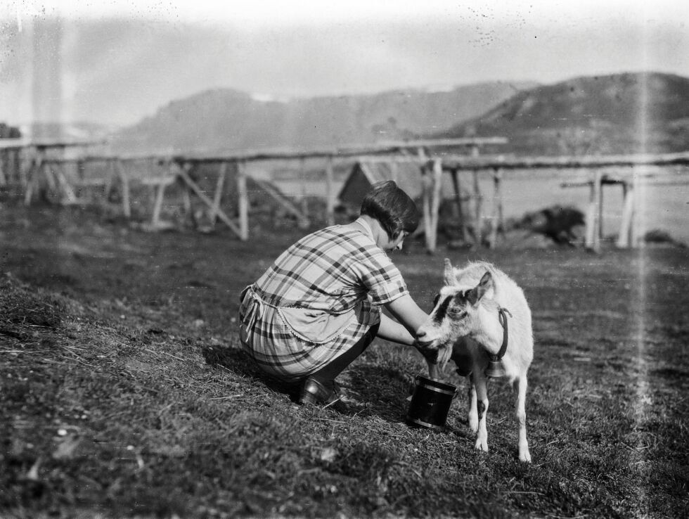 Melking av geit i Kamøyvær.
 Foto: Privat