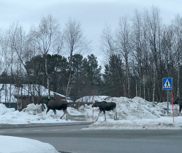 På bytur