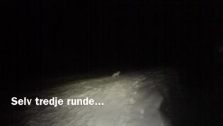 En polarrev etter polarbrød