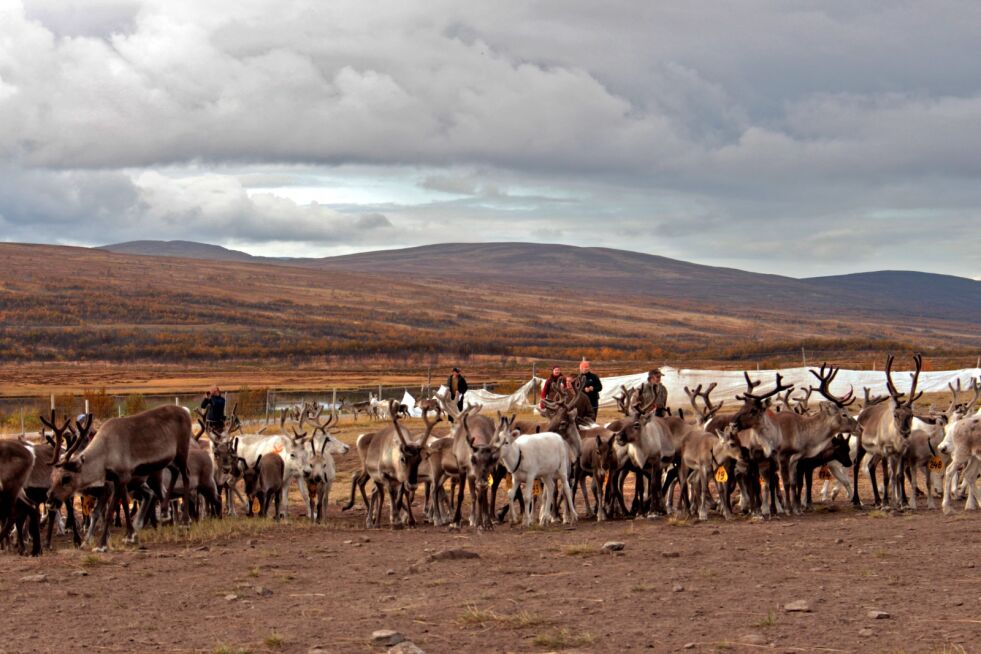 I den åpne delen av gjerdeanlegget observerer reineierne dyrene for å registrere hvem som eier de nummererte kalvene, ved å identifisere eiernes øremerke på simlene.
 Foto:  Elise Embla Scheele