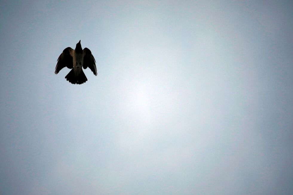 Kråker er intelligente og løsningsorienterte vesner, og har svært god hukommelse. Dersom du kommer i klinsj med en kråke, er det slett ikke sikkert du blir tilgitt. Foto: June Helén Bjørnback