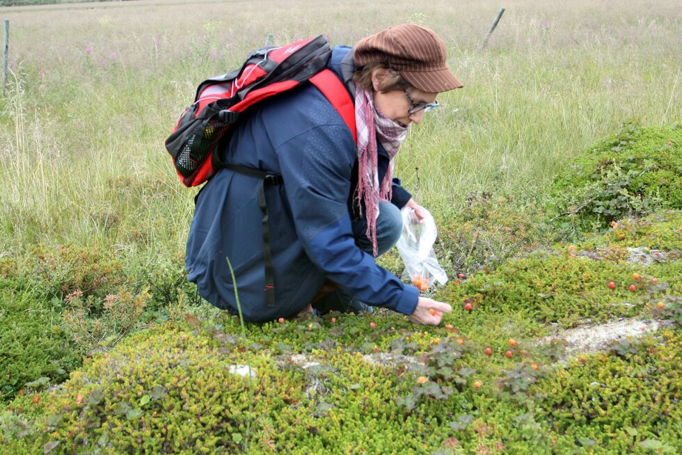 Olaug Maja Seljenes har funnet bær, og plukker rett i plastpose. Alle foto: Mari-Ann Nilssen
 Foto: Mari-Ann Nilssen