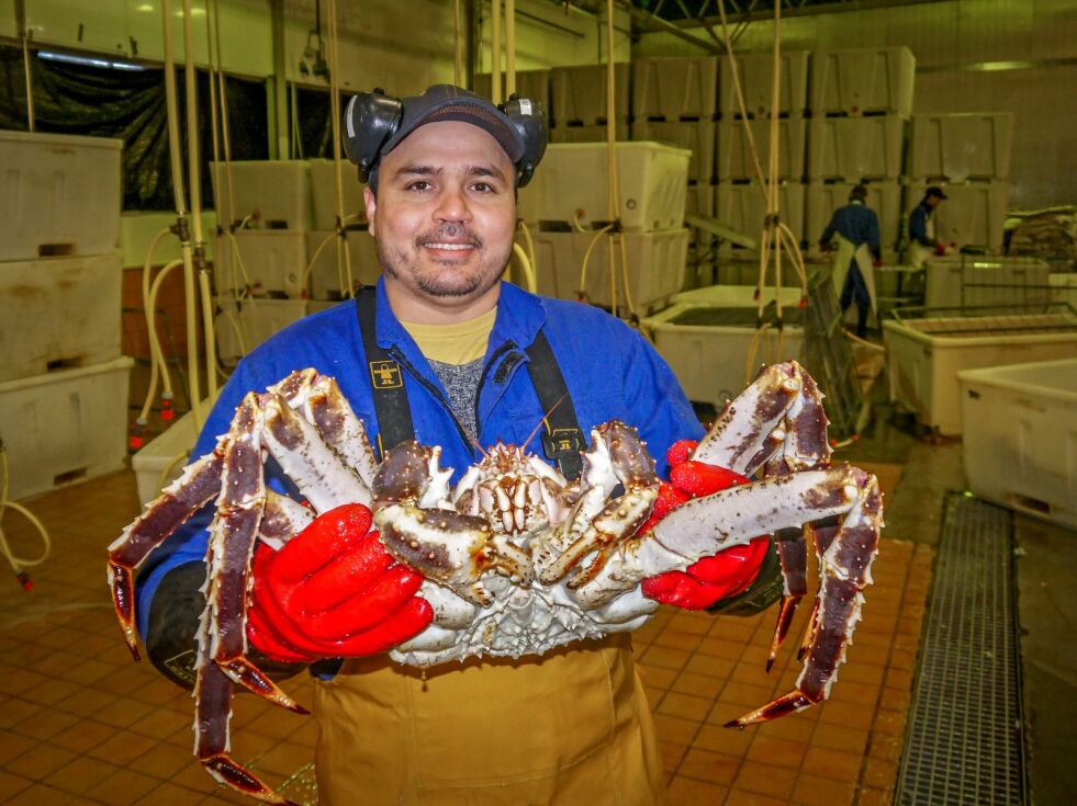 Gulam Ali Mohammidi; opprinnelig fra Afghanistan, stortrives som produksjonsarbeider ved Nordvågen AS. Her viser han frem et eksemplar av kongekrabben.
 Foto: Geir Johansen