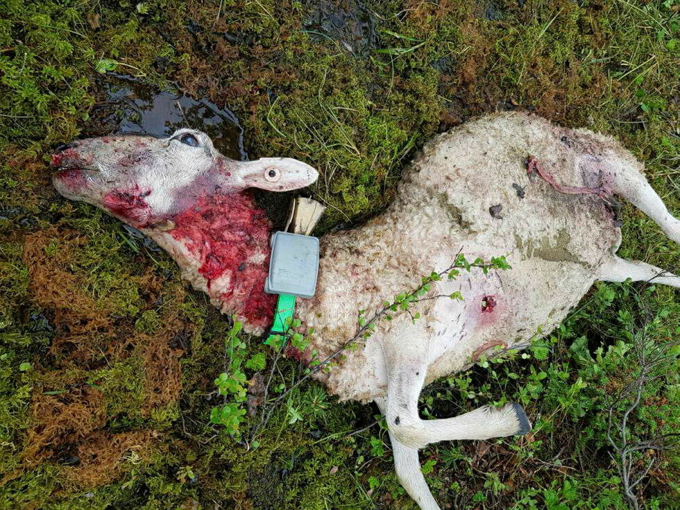 Flere sauekadaver er funnet i Finnmark i år. Dette lammet ble offer for slagbjørnens herjinger tidligere. Arkivfoto: SNO
 Foto: SNO