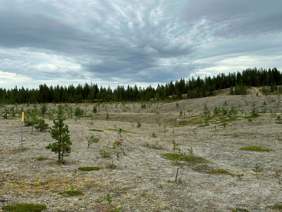 I dette plantefeltet mellom Ivalo og Nellim i Nord-Finland med furu vil ungtrærne være klare for hugst om noen tiår.
 Foto: Hallgeir Henriksen