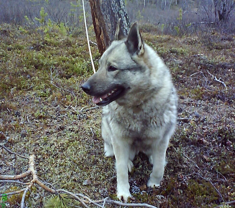 Miljødirektoratet har ute på høring forslag til nye regler for både bruk av ettersøkshund og avvikling av jegerprøven.
 Foto: Liv Tone Boine