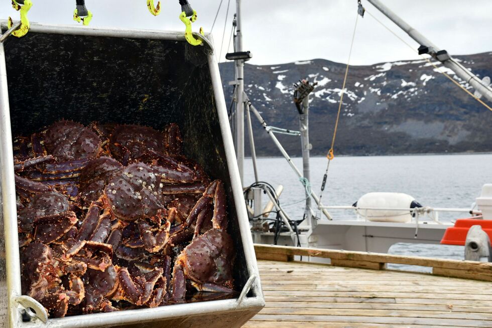 Mange kongekrabber har dødd i samleteiner den siste tiden, og Fiskeridirektoratet oppfordrer fiskerne til å ikke ta opp mer enn de har leveringsavtale for. Foto: Irene Andersen