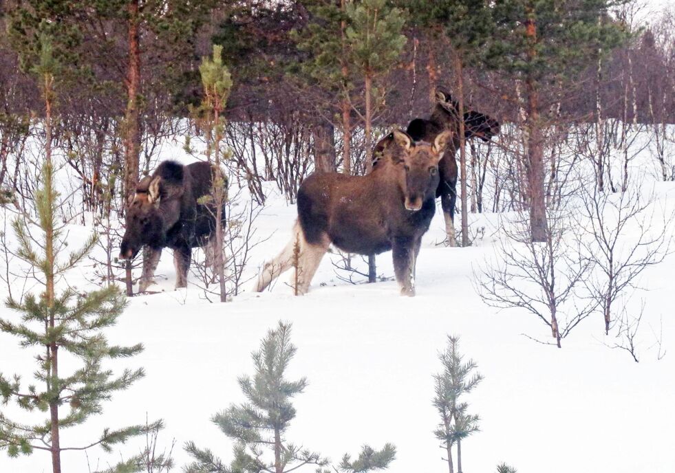 Dette er riktig nok ikke bygdeelgen, men også Beskenjarg-elgen oppholder seg i nærheten av folk nå for tiden.
 Foto: Åse Johnsen