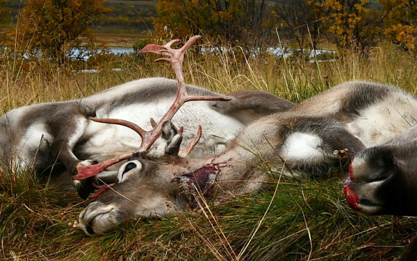 Støtter uttak av reinsbukker